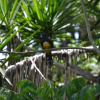 Отель Tree Top Home In A Jungle Like Oasis in San Ignacio, Start Your Adventure Here, фото 16