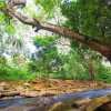 Отель Forest Face Lodge, фото 9