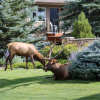 Отель Quality Inn near Rocky Mountain National Park, фото 26