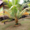 Отель Lupuna Lodge, фото 27