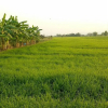 Отель Siam Lanna Homestay, фото 38