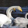 Отель Lapland Hotels Pallas, фото 7