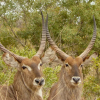 Отель Entabeni Safari Conservancy, фото 1