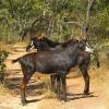 Отель Bongwe Kafue Camp, фото 4