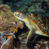 Отель Gloria Beach Lodge, фото 27