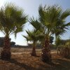 Отель Antica Masseria Torre Mozza, фото 18