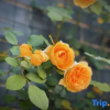 Отель Yancao Yingkesong Hotel, фото 5