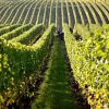 Отель Tela & Mareli Winery, фото 23