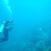 Отель Seahorse Resort and Dive Center, фото 17