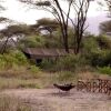 Отель Lemala Manyara Camp, фото 8