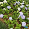 Отель Jinling Homestay, фото 5