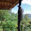 Отель La Ceiba Tree Lodge, фото 20