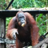 Отель Arut Riverside Orangutan Guest house, фото 47