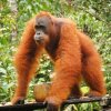 Отель Arut Riverside Orangutan Guest house, фото 3
