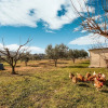 Отель Quaint Farmhouse in Plagiari surrounded with Olive Trees, фото 13