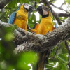 Отель Ecological Jungle Trips & Amazon Lodge, фото 8