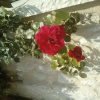 Отель To Archontiko Tis Marias, фото 3