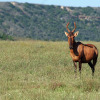 Отель Leeuwenbosch Country House - Amakhala Game Reserve, фото 11