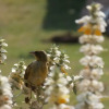 Отель Mayleko Lodge, фото 24