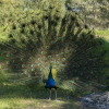 Отель Finca Son Felip - El Arenal, фото 13