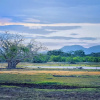 Отель Wilderness Camping Yala, фото 16