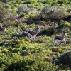 Отель Buffelsdrift Game Lodge, фото 22