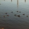Отель Lake Marina Inn, фото 13