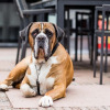 Отель Nice chalet with dishwasher, in a holiday park in the middle of De Veluwe, фото 18