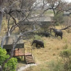 Отель Nkasa Lupala Tented Lodge, фото 24