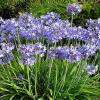 Отель Agapanthus bed and breakfast, фото 21