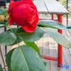 Отель Houlai 100-mile Appointment Homestay, фото 8