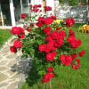 Отель Villa Zelenika, фото 15