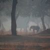 Отель Mwinilunga Safaris, фото 9