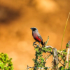 Отель Zingela Nature Reserve - Doornstock Lodge, фото 10