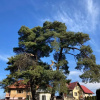 Отель The Pines Boutique Villa, фото 16