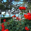 Отель Villa Rosetta, фото 22