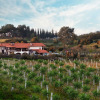 Отель Vinifera Vineyards Hotel, фото 41