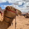 Отель Wadi rum echo camp, фото 4