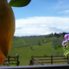 Отель Immersi nella campagna Toscana, фото 1
