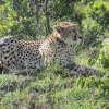 Отель Emayian Luxury Camp, фото 1