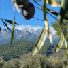 Отель Casa Rural Olivar de Gredos Entorno privilegiado con vistas de ensueño, фото 6