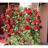 Отель Residence I Tusci, фото 13