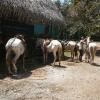 Отель Casas Buenas Brisas, фото 3