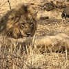 Отель Tomo Safari Lodge, фото 31