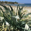 Отель Fissi Villas sea view detached holiday homes, фото 18