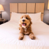 Отель Sonesta ES Suites Memphis, фото 5