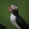 Отель Puffin Palace Guesthouse, фото 17