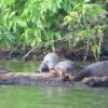 Отель Tambopata River, фото 16