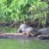 Отель Tambopata River, фото 11