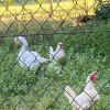 Отель O Casal Das Árbores, фото 21